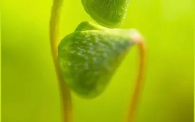 Kunstausstellung „Stille Zwischenräume“ von Mathew John